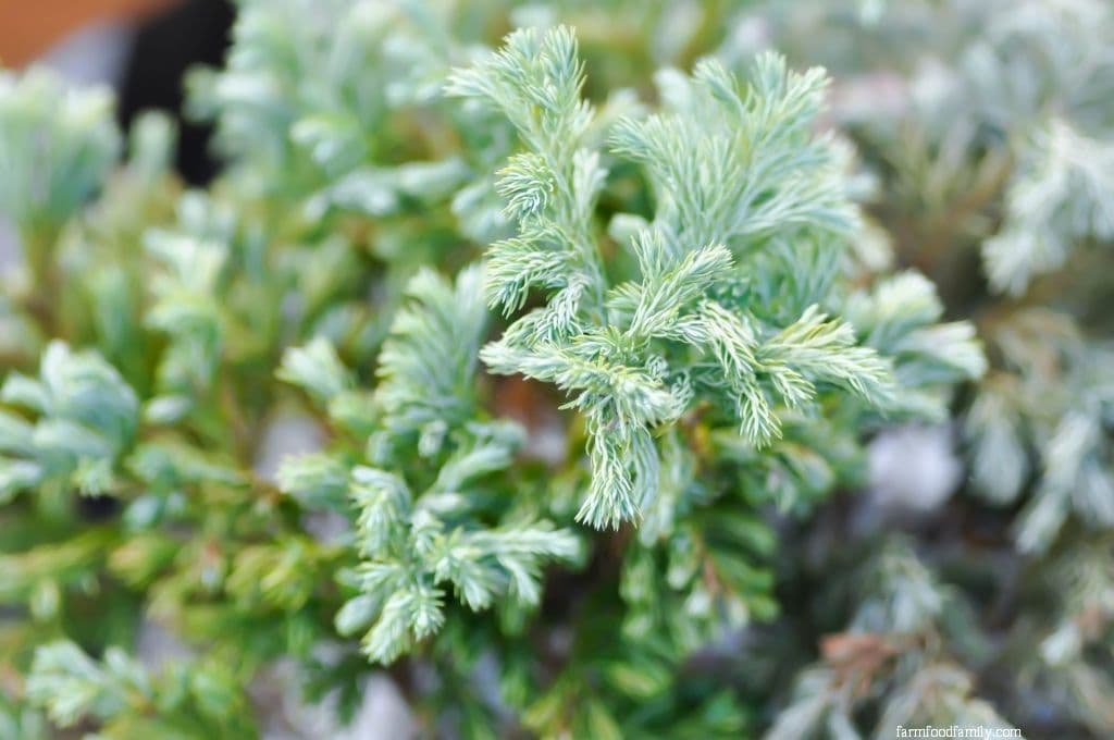 Juniperus squamata 'Blue Star' (Flaky Juniper)