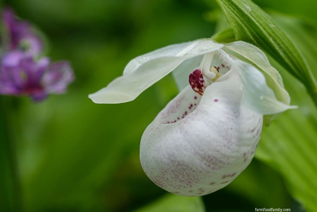 Lady's Slipper Orchid (Cypripedioideae)