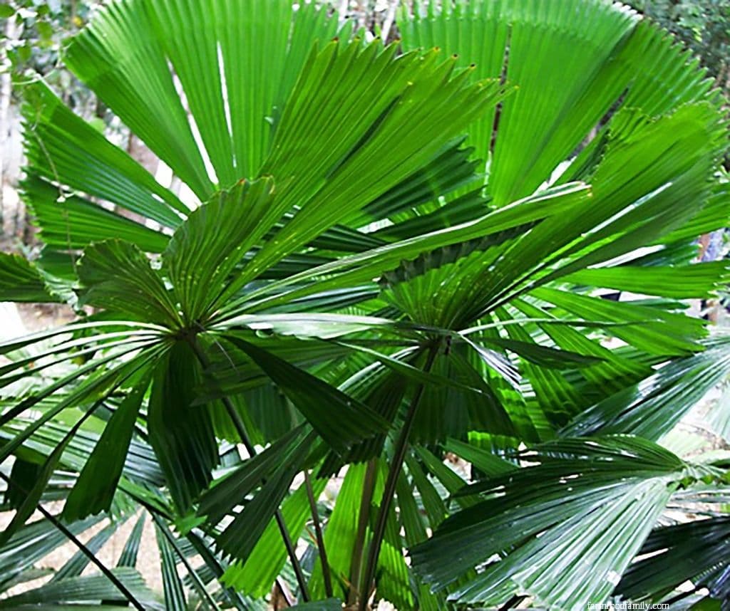 18 mexican fan palm