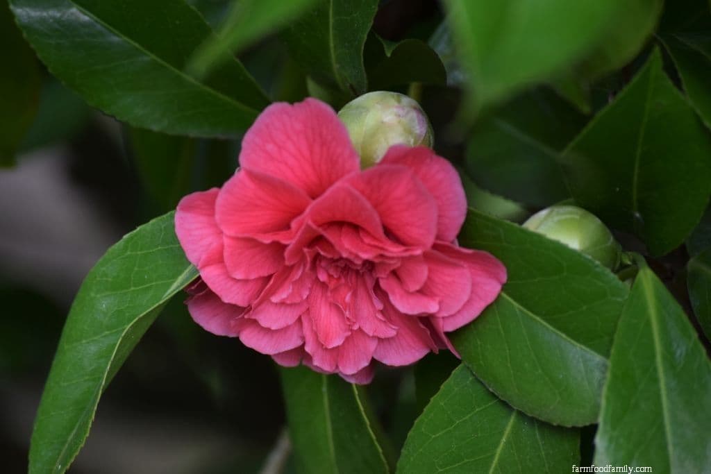 Middlemist's Red Camellia (Camellia 'Middlemist's Red')