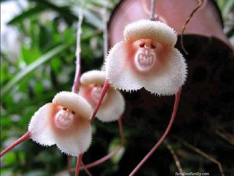 Monkey Face flower (Dracula simia)