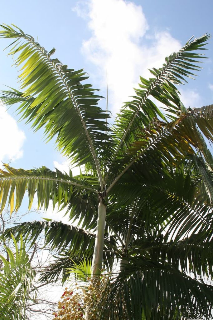 Montgomery Palm (Veitchia arecina)