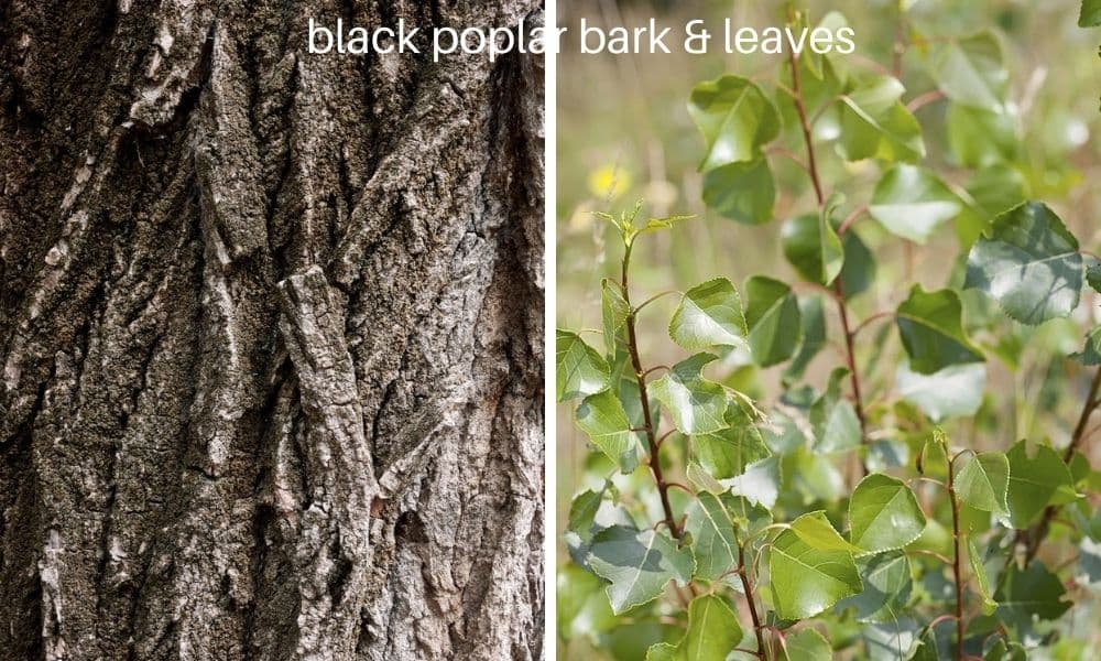 2 black poplar leaves bark