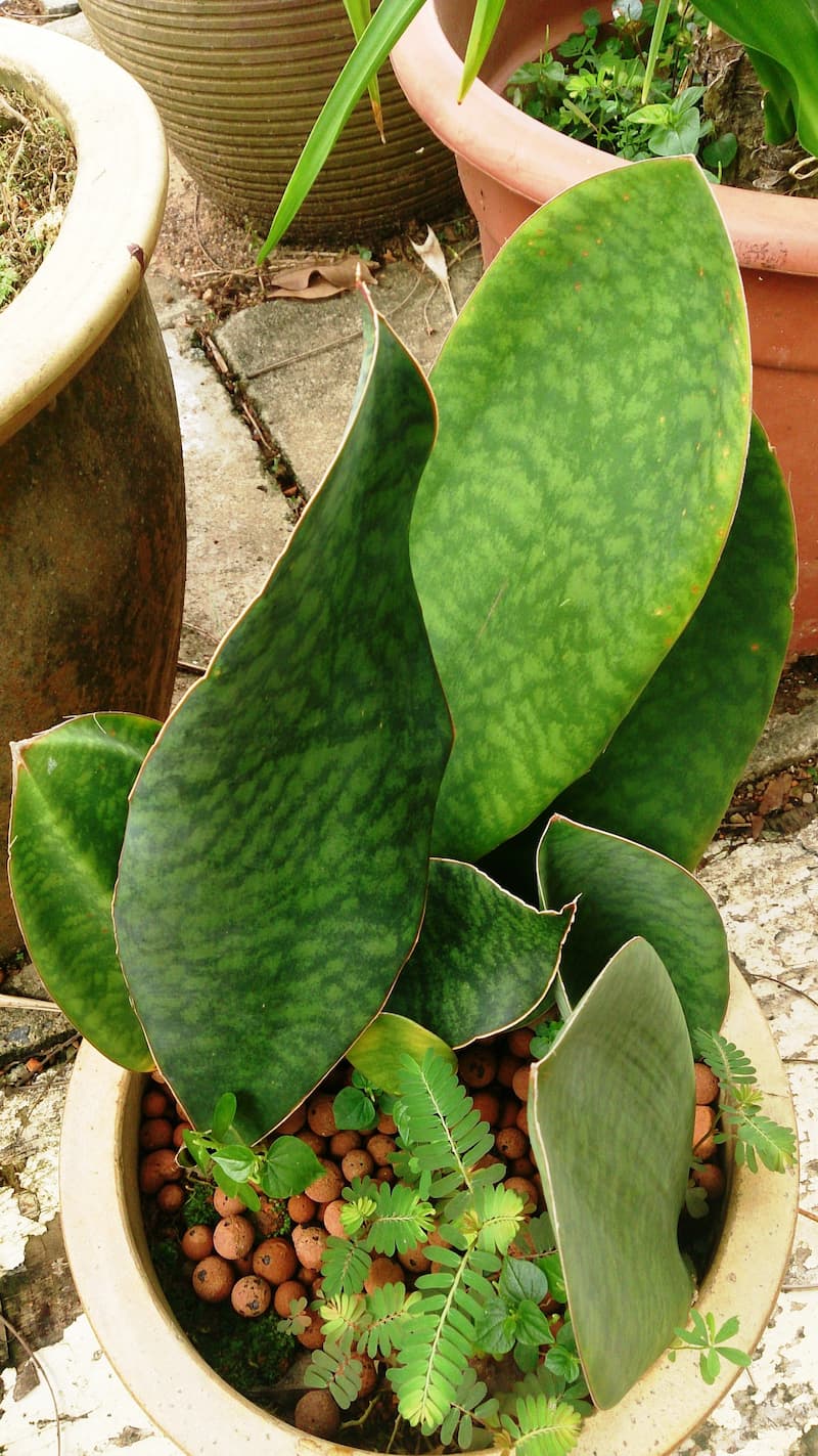 Sansevieria masoniana 'Mason's congo'