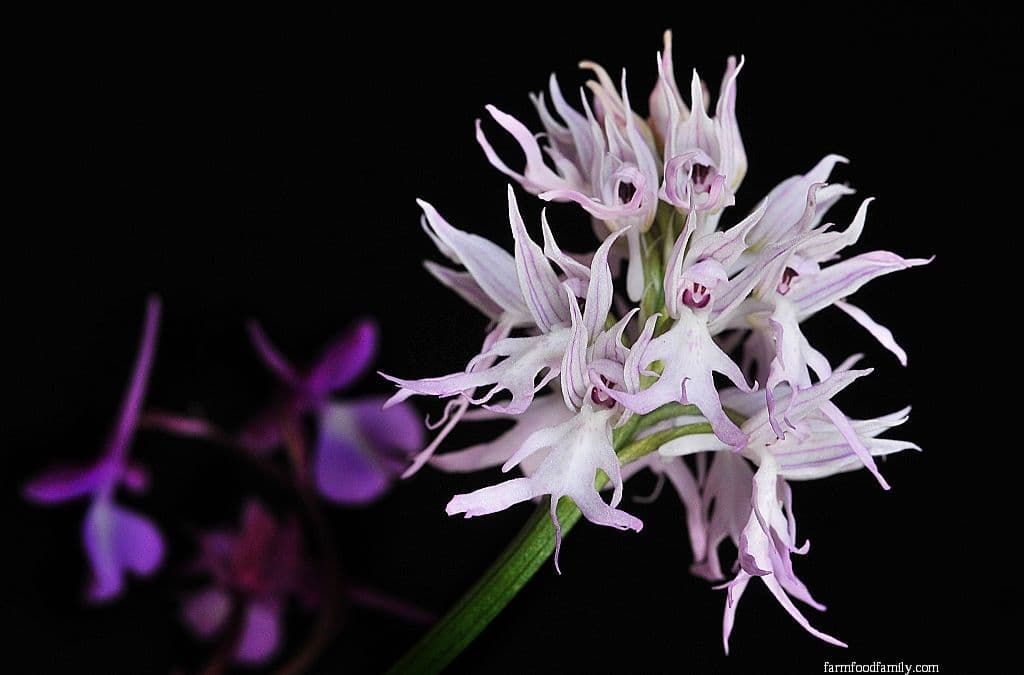 Naked Man orchid (Orchis italica)
