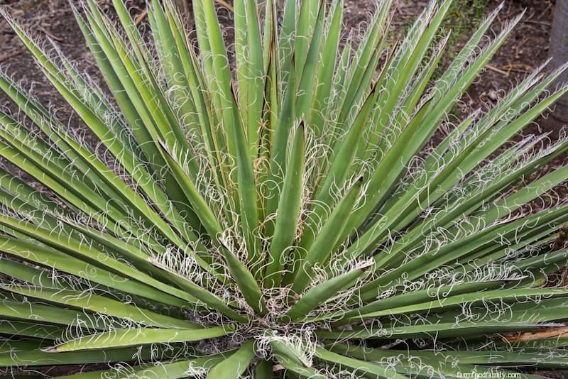 Yucca filamentosa (Adam's Needle)