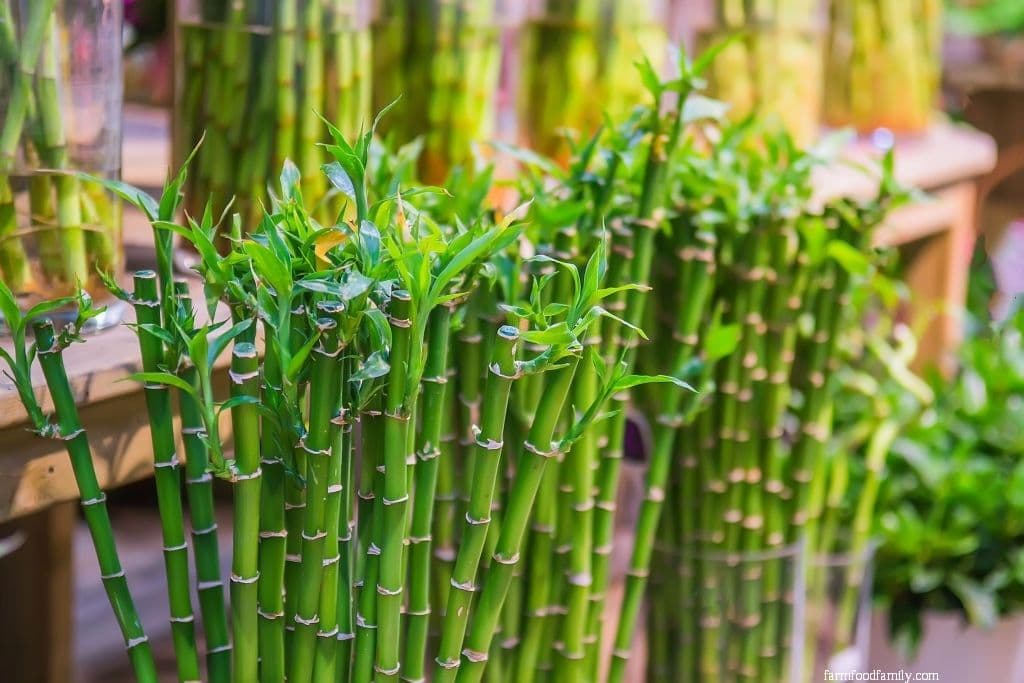 Lucky Bamboo (Dracaena Sanderiana)