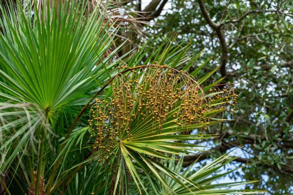 Paurotis Palm (Acoelorrhaphe Wrightii)