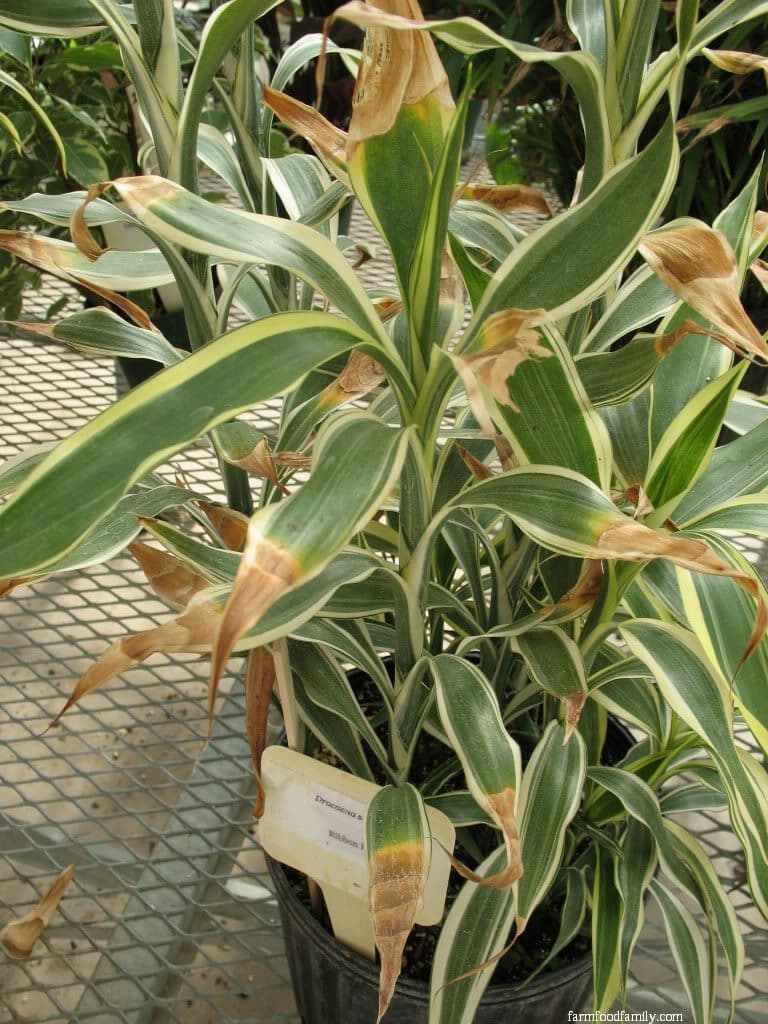 Ribbon Plant (Dracaena sanderiana Variegata ‘Ribbon Plant’)