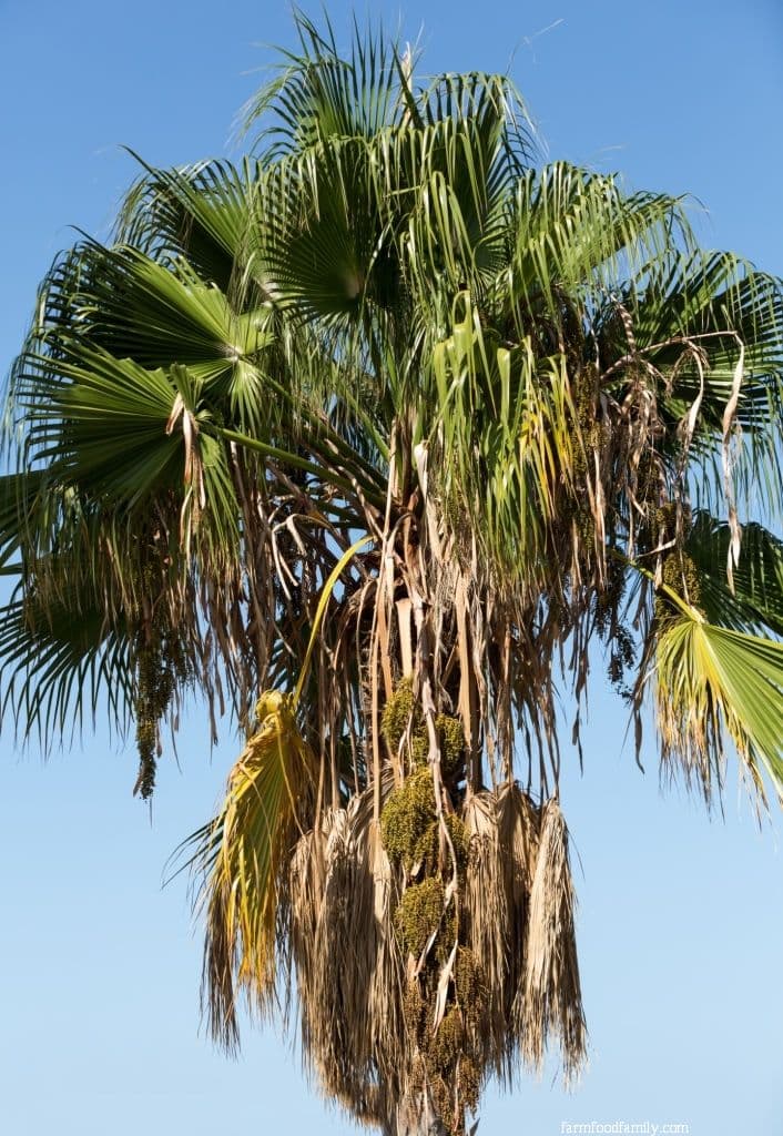 Piccabeen Palm (Archontophoenix cunninghamiana)