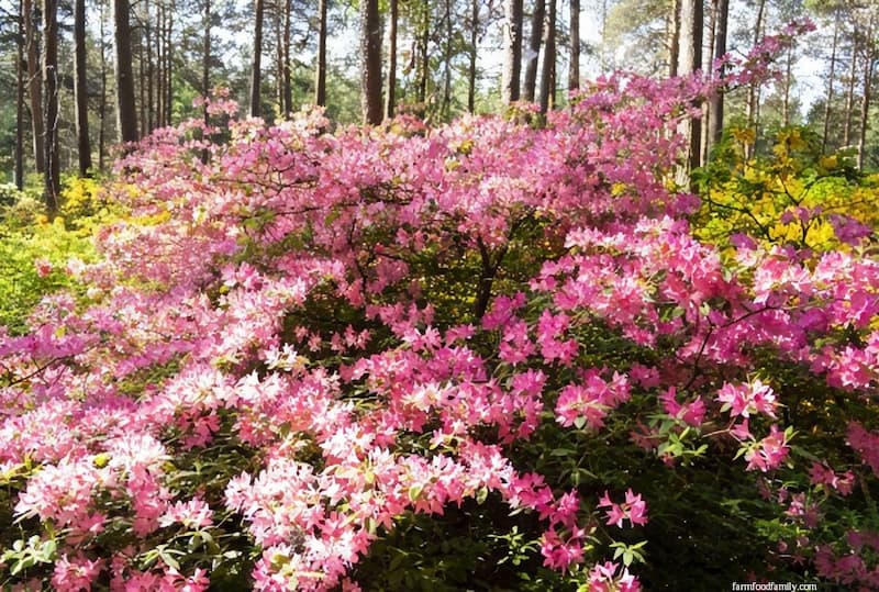 Haaga Rhododendron (Rhododendron 'Haaga')