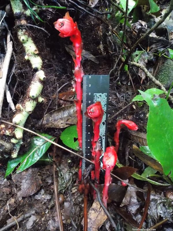 Red Indian Pipe (Monotropa Uniflora)