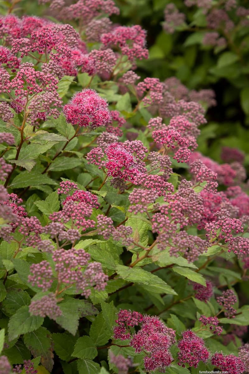 Lil Flirt Spirea