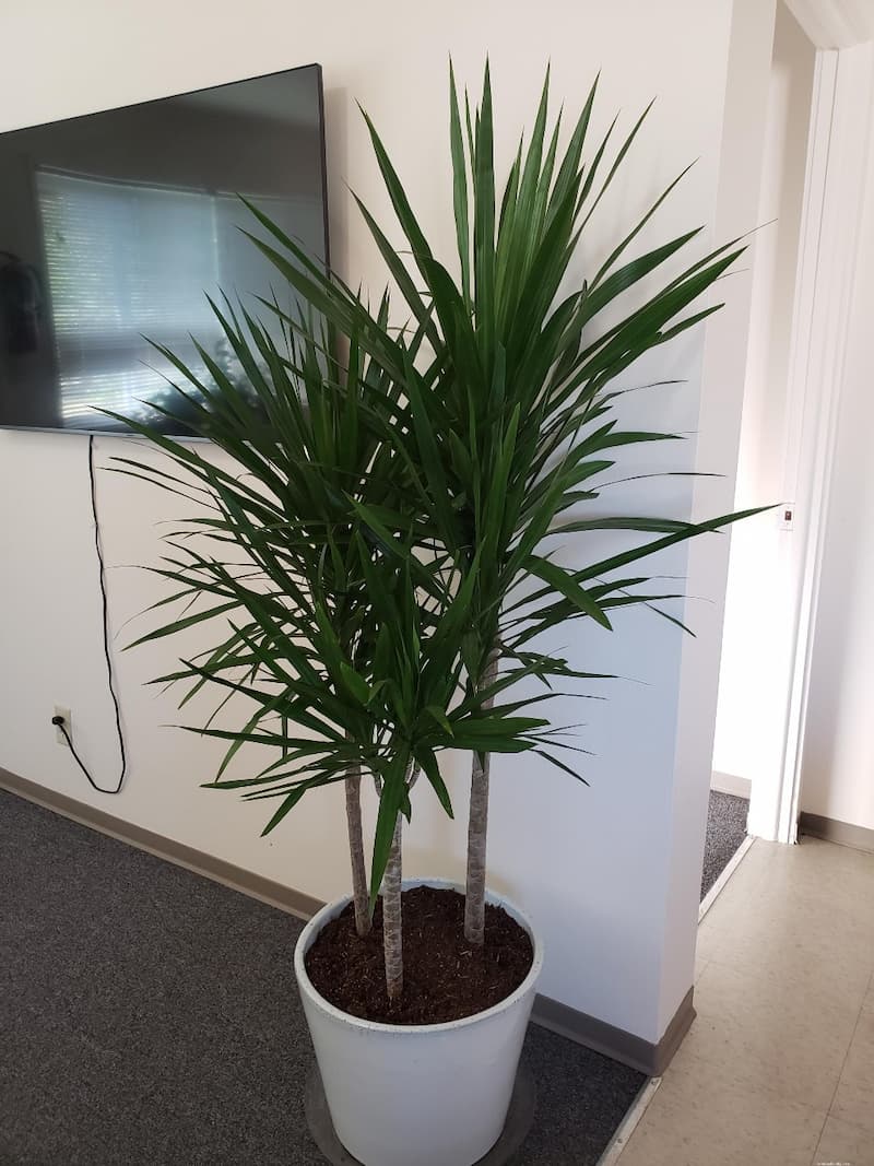 Dracaena Rikki (Dracaena deremensis "Rikki")