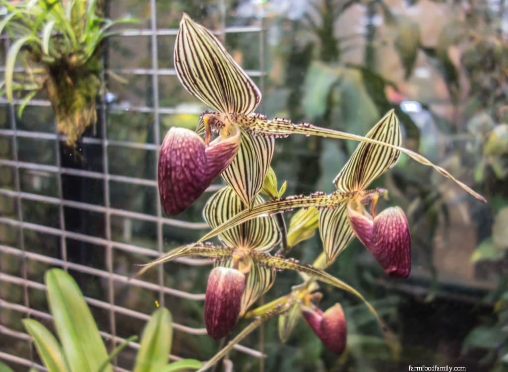 Rothschild’s Slipper Orchid (Paphiopedilum Rothschildianum)