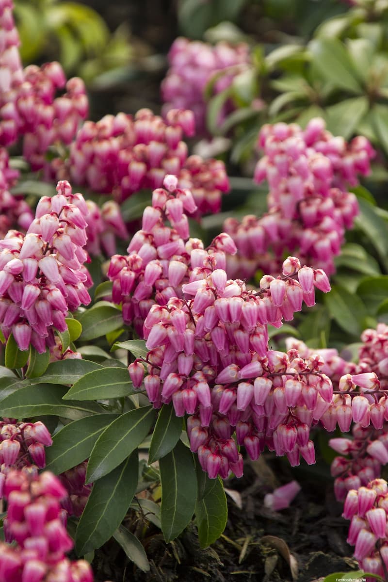 Impish Elf Lily of the Valley Shrub