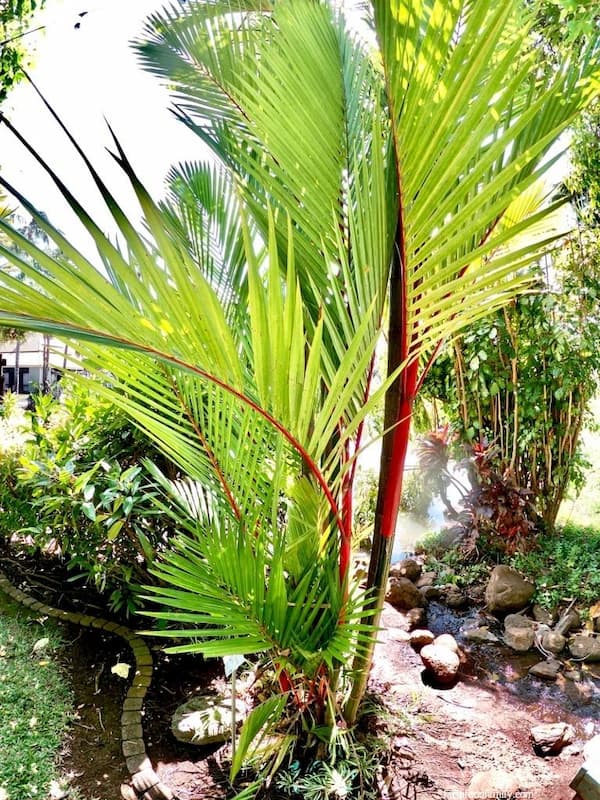 Red Sealing Wax Palm (Cyrtostachys renda)