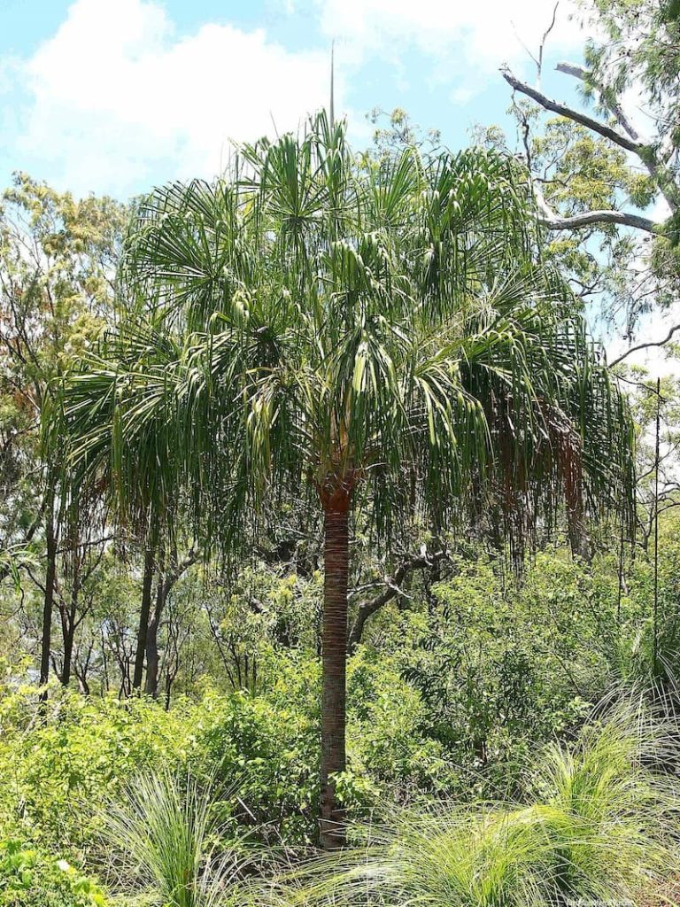 Ribbon Fan Palm (Livistona decora)
