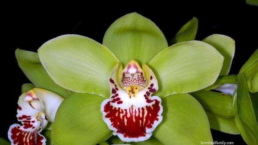 Shenzhen Nongke Orchid (Gloriosa Rothschildiana ‘Shenzen Nongke’)