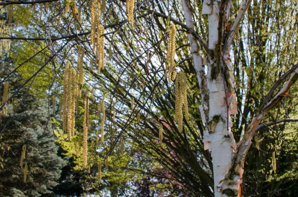 3 chinese white birch tree betula albosinensis