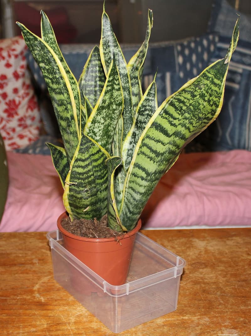 Sansevieria Trifasciata 'Futura Superba'