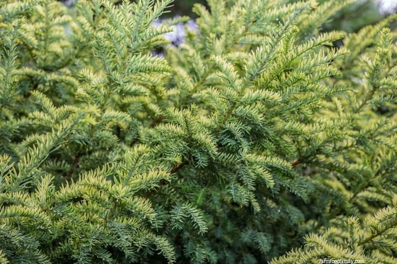 Juniperus horizontalis 'Golden Carpet' (Creeping Juniper)