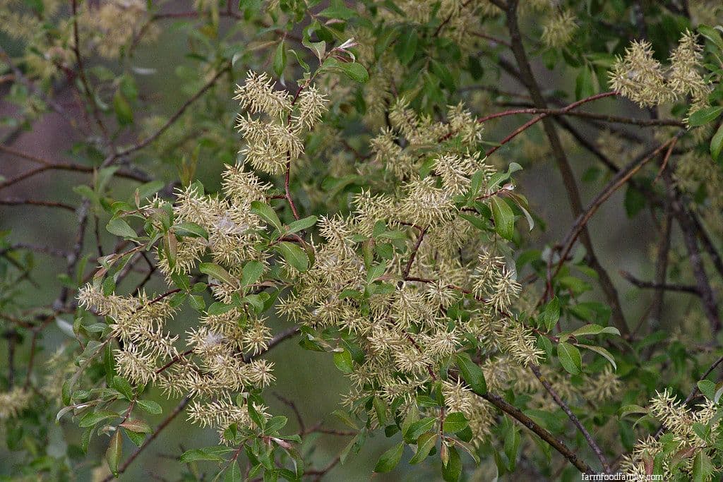 Bebb Willow (Salix bebbiana)