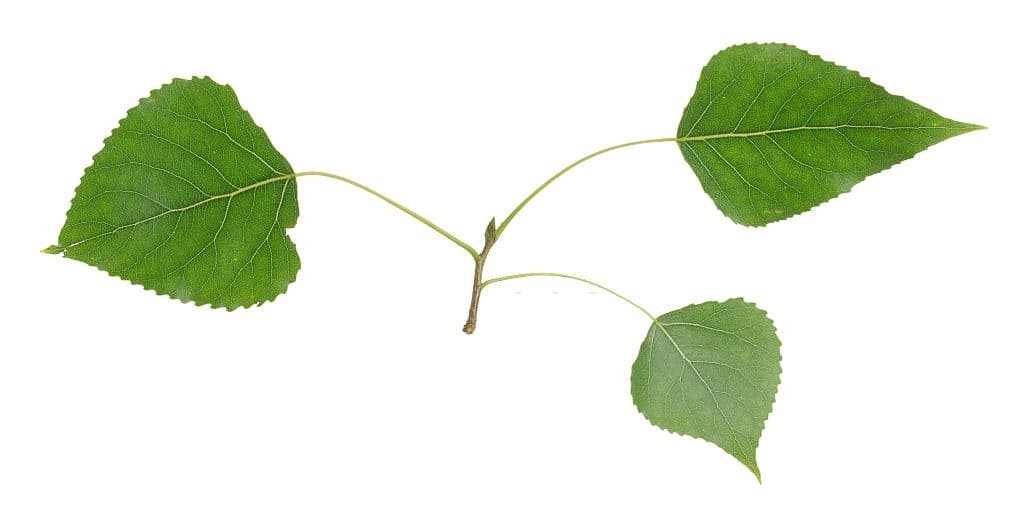 4 balsam poplar leaves