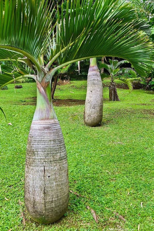 Bottle Palm (Hyophorbe Lagenicaulis)