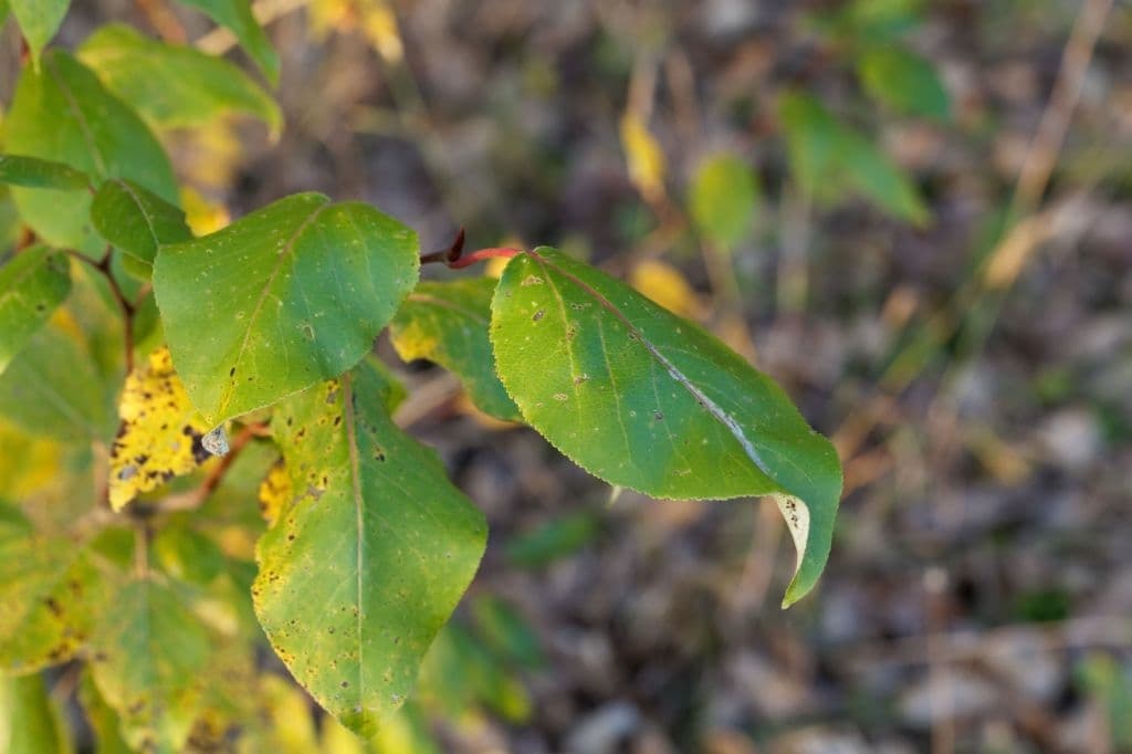 5 populus trichocarpa leaves