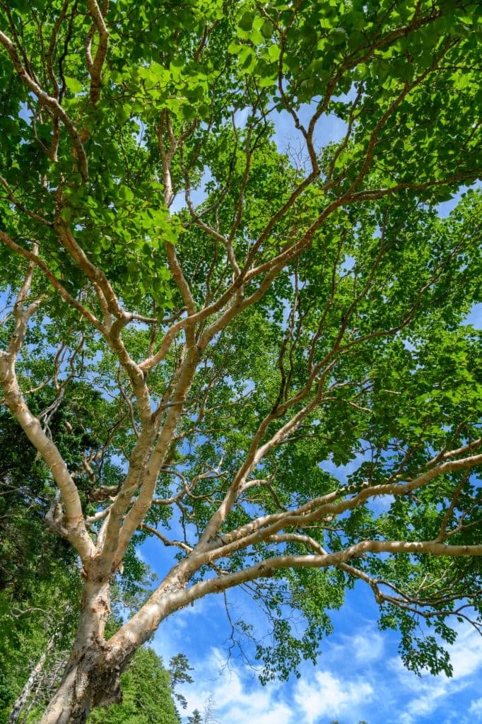 Erman’s Birch (Betula ermanii)