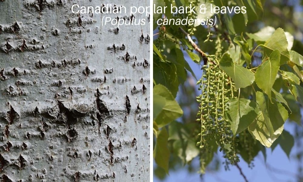 6 canadian poplar leaves bark