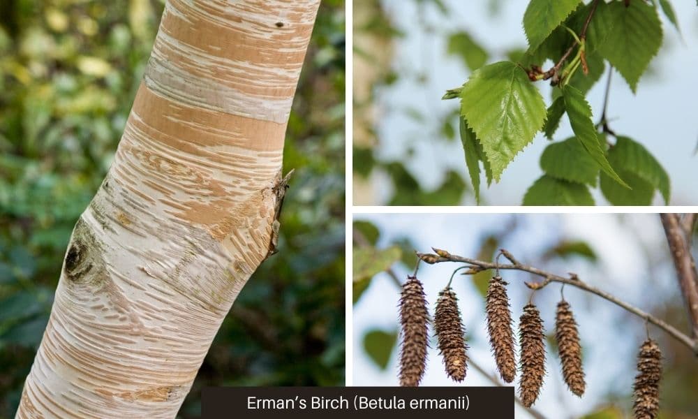 6 erman birch bark leaves
