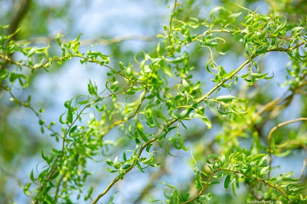 Corkscrew Willow (Salix matsudana Tortuosa)