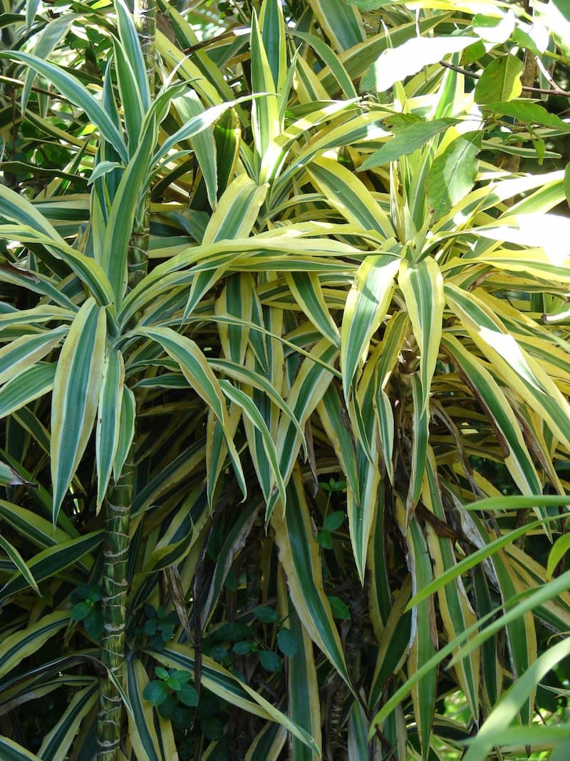 Dracaena fragrans ‘Victoria’