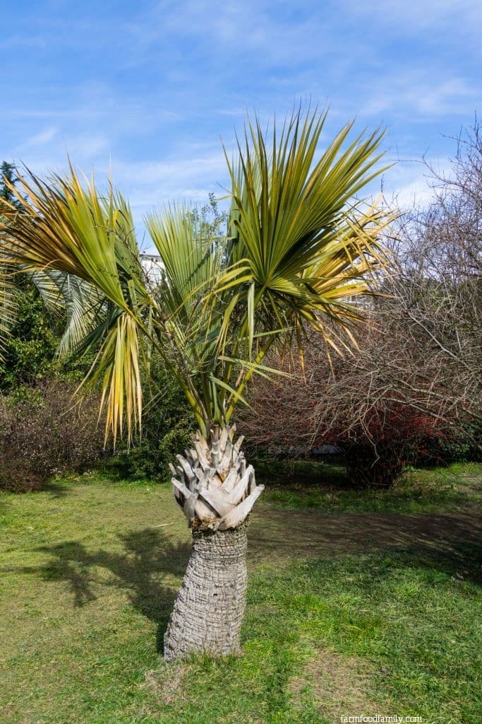 Cabbage Palm (Sabal Palmetto)