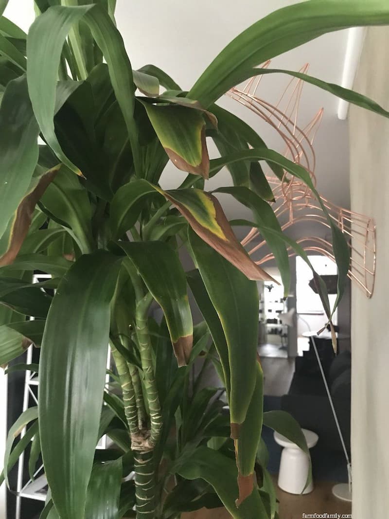 Dracaena Lisa (Dracaena fragrans ‘Lisa’)