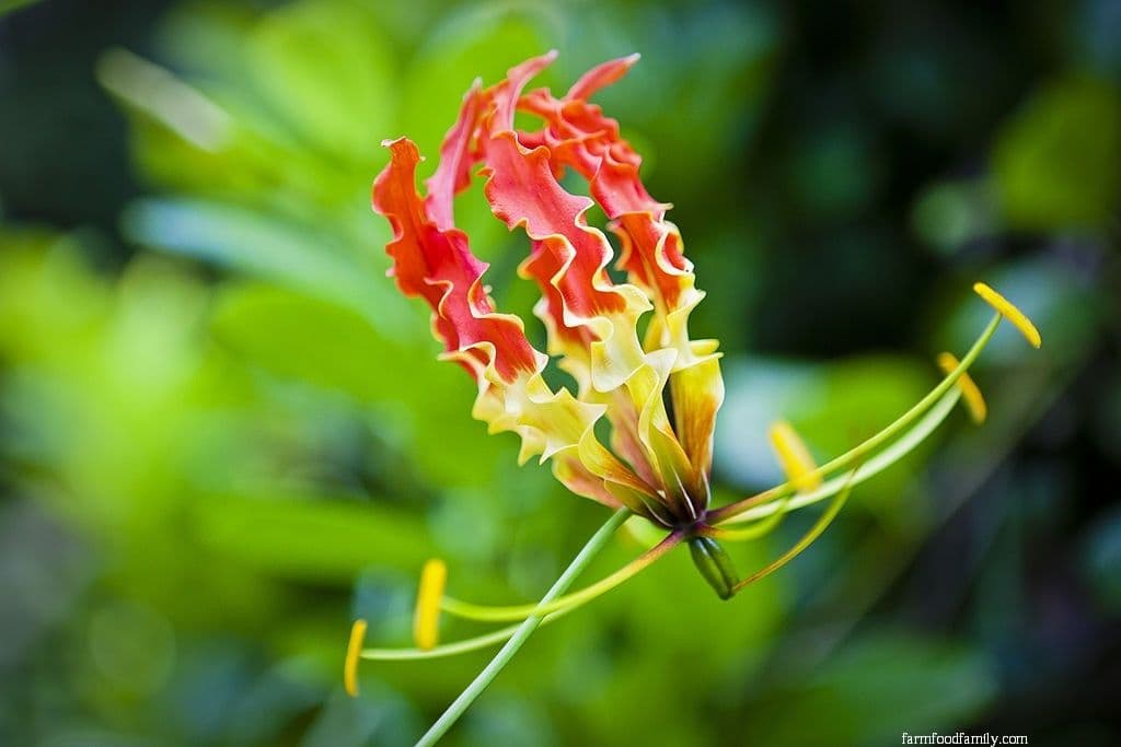 Fire Lily (Gloriosa Superba)