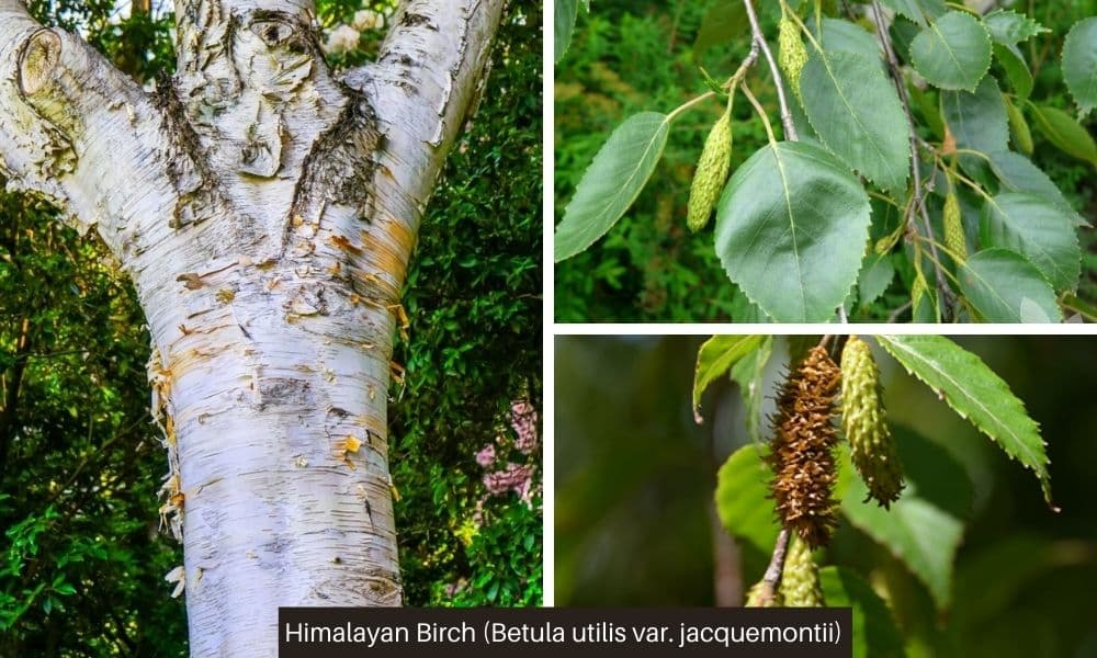 8 himalayan birch bark leaves