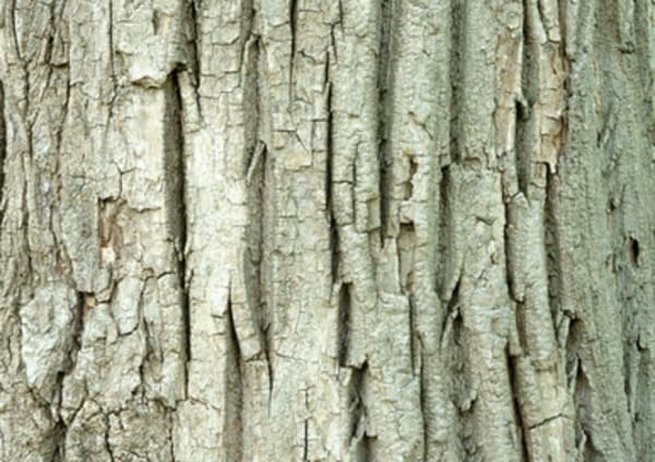 Japaense poplar bark