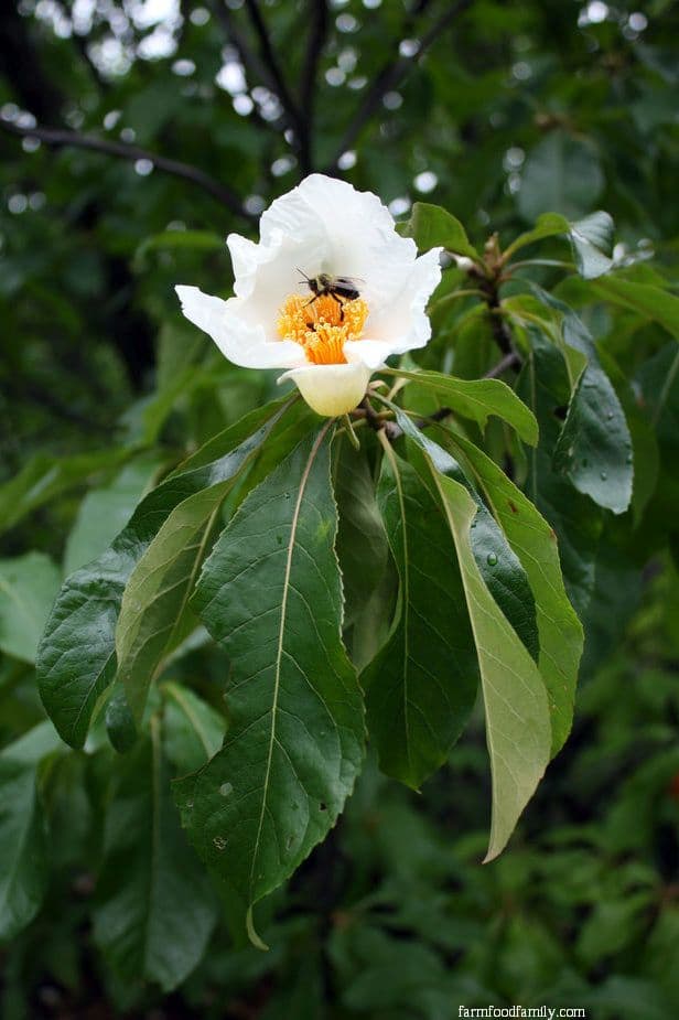 Franklin Tea Flower (Frankliana Alatamaha)