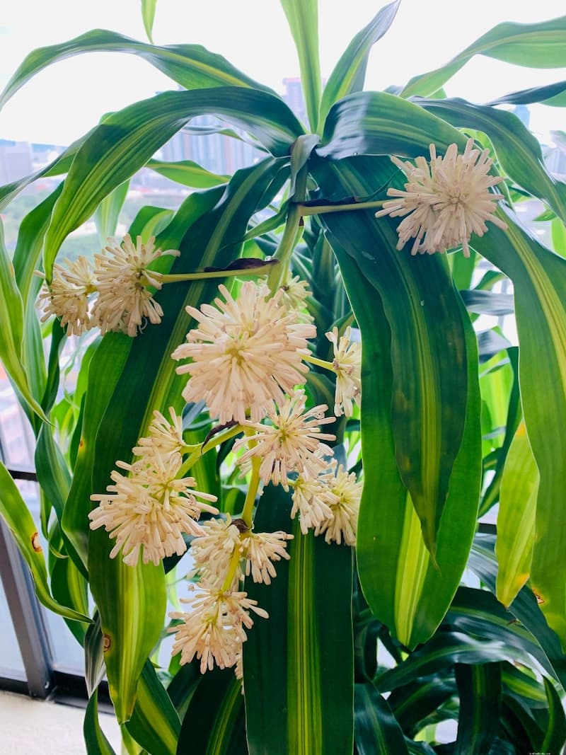 Hawaiian Sunshine Dracaena (Dracaena fragrans ‘Hawaiian Sunshine’)