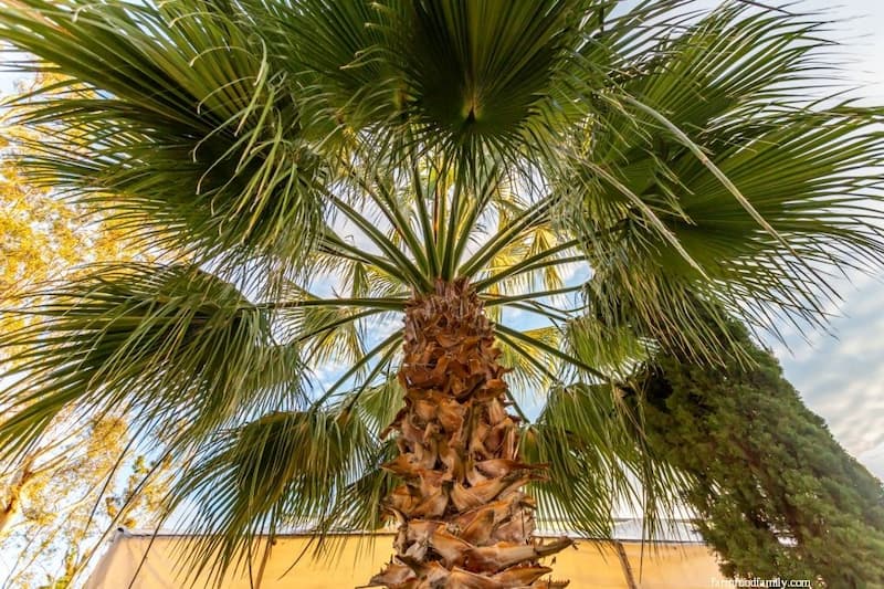 Chinese Fan Palm (Livistona Chinensis)