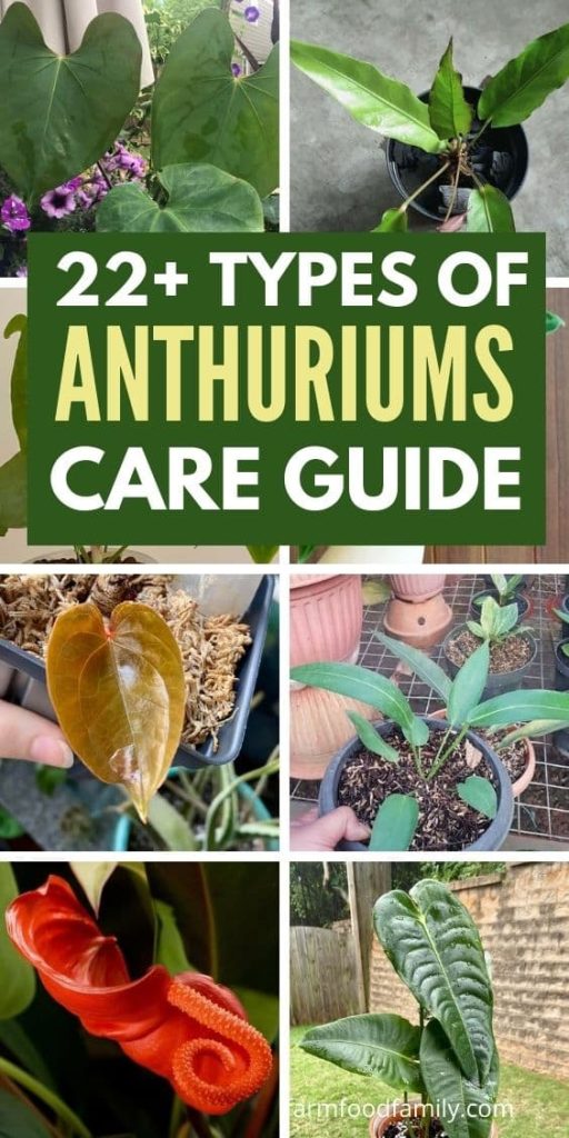 anthuriums varieties care guide