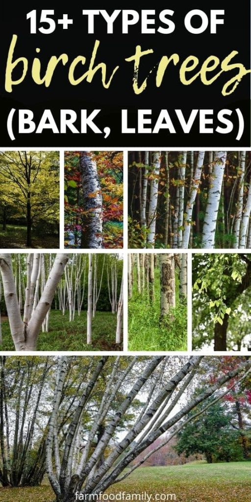 birch trees varieties