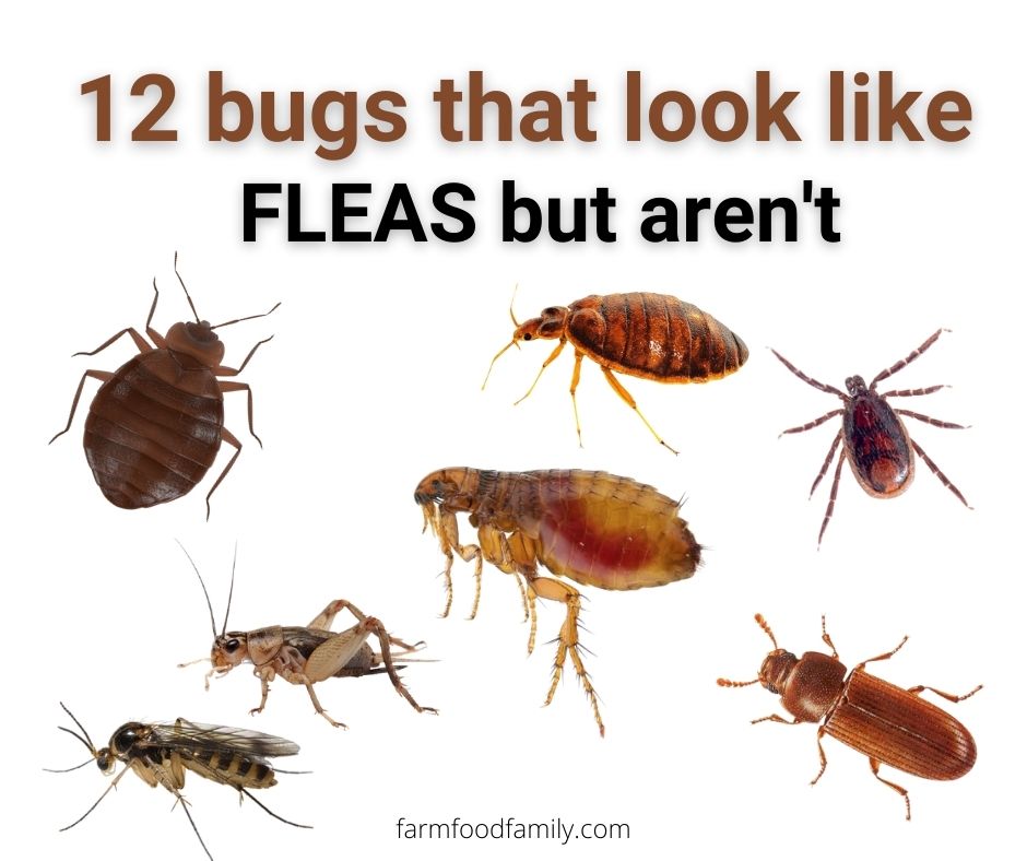 12 Bugs That Look Like Fleas And Jump With Pictures (But Aren't)