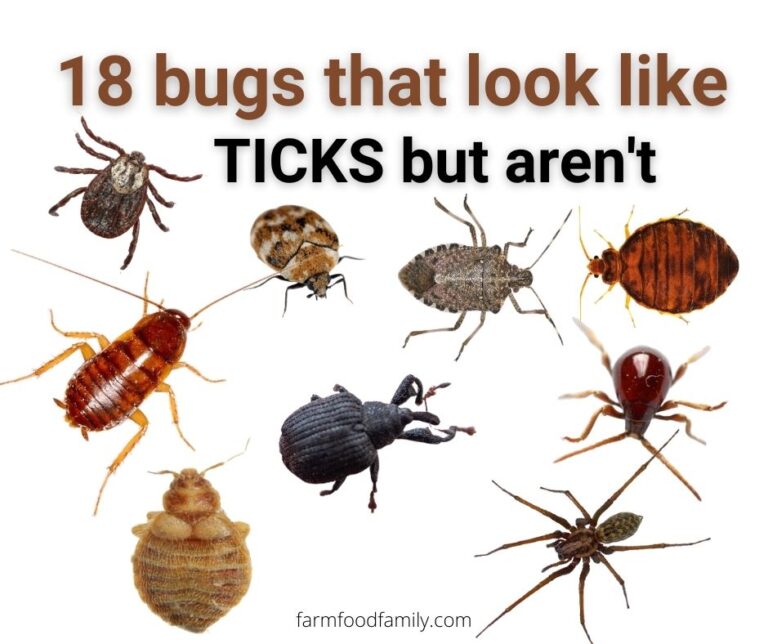 18 Bugs That Look Like Ticks But Are Not