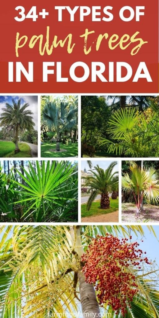 different types of palm trees in florida