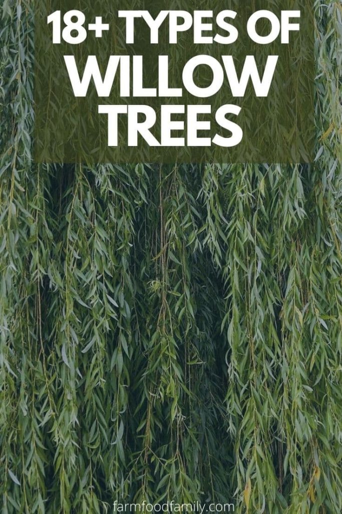 different types of willow trees with pictures