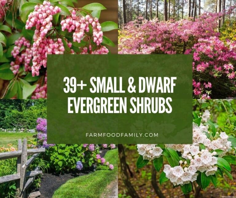 39 Small and Dwarf Evergreen Shrubs For Small Landscapes